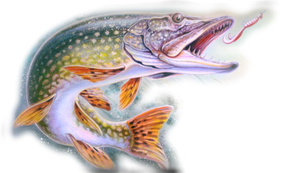 Щука на белом фоне