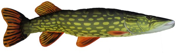 Щука на белом фоне