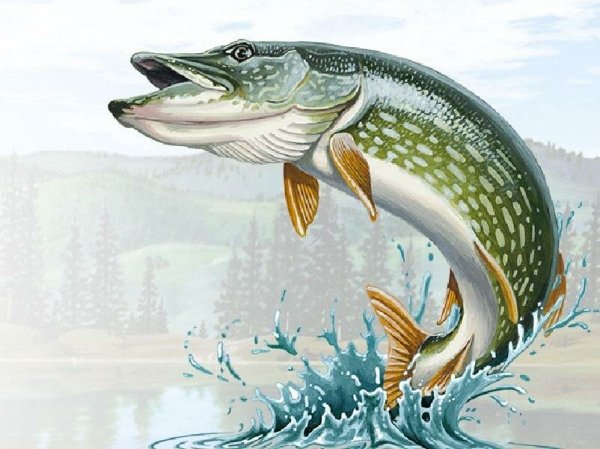 Щука картина