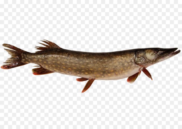 Щука без фона