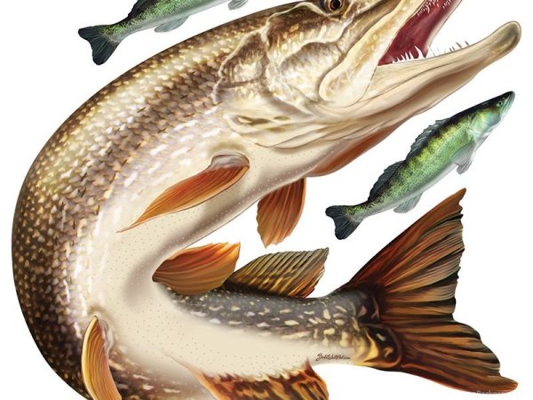 Щука иллюстрация