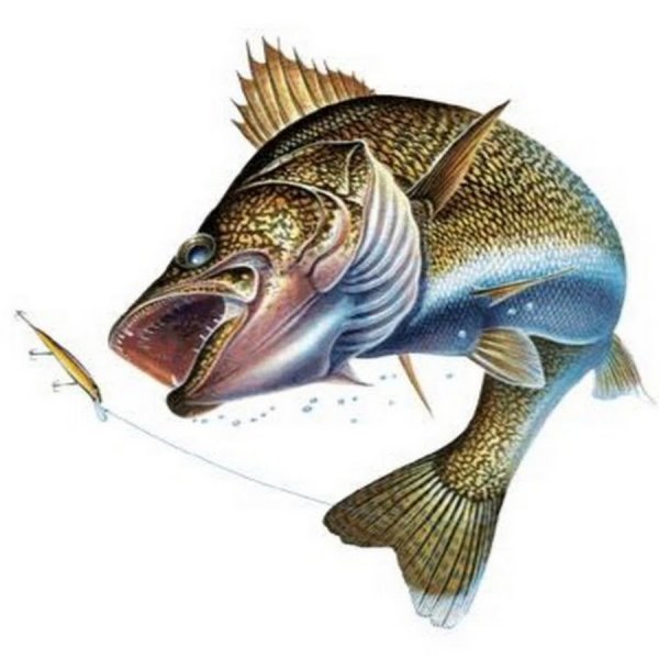 Хищная рыба на белом фоне