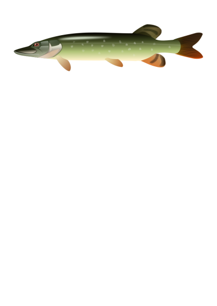 Щука на прозрачном фоне
