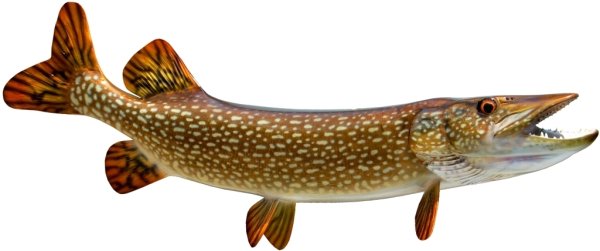 Щука на прозрачном фоне