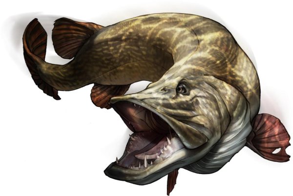 Щука на белом фоне