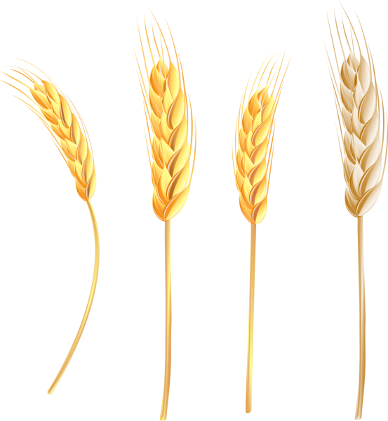 Колосья пшеницы