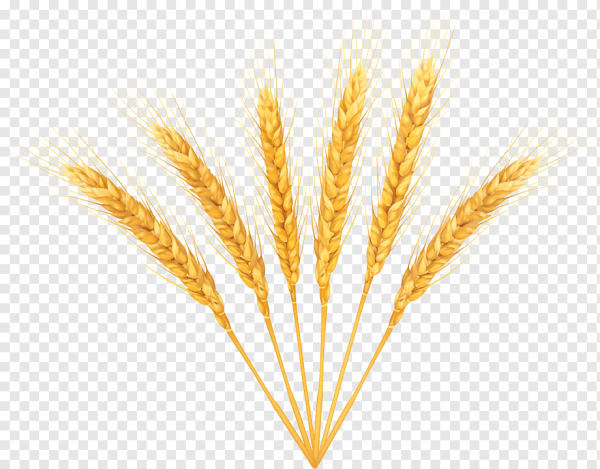 Пшеничный колосок