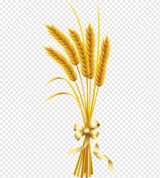 Пшеничка колосок