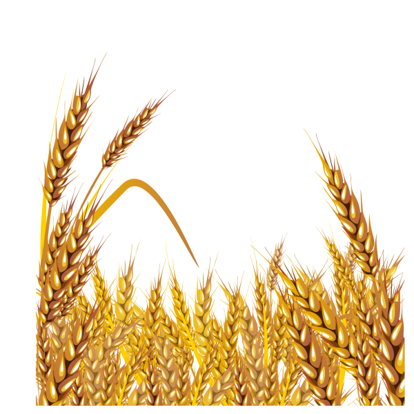 Пшеница на белом фоне