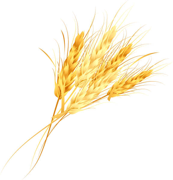 Колосок пшеницы без фона