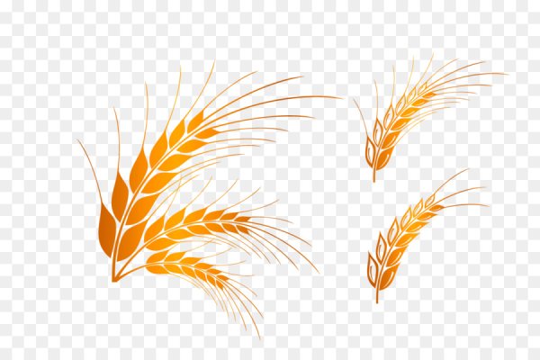 Колосья пшеницы вектор
