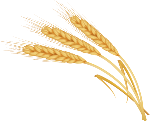 Wheat Barley вектор