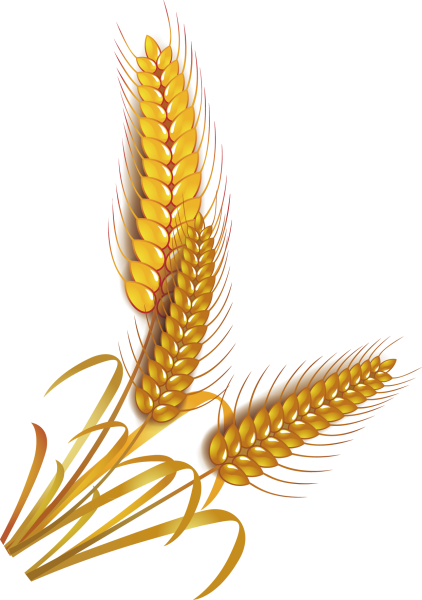 Пшеничный колосок