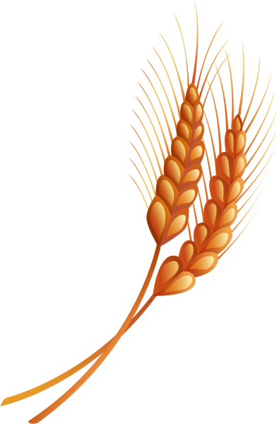 Колосок пшеницы