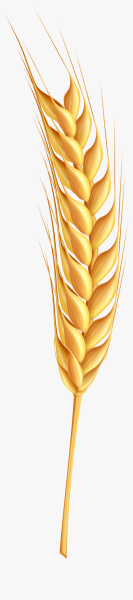 Колосья пшеницы
