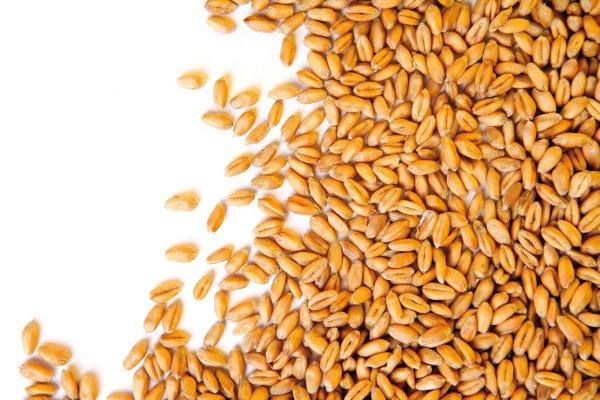 Пшеница россыпью