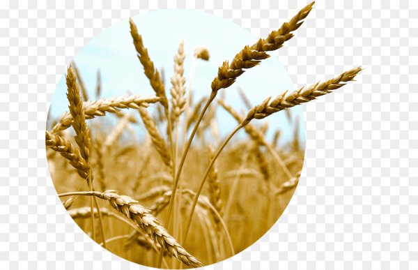 Полба (Эммер)