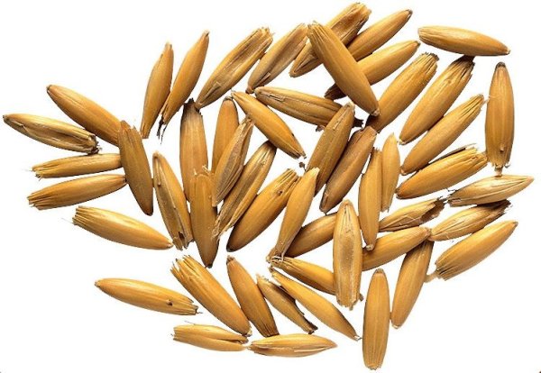 Плод Зерновка овес