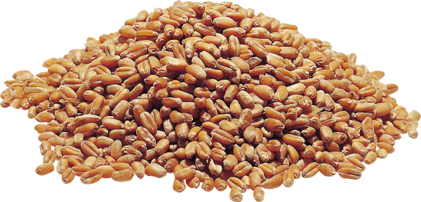 Семена пшеницы