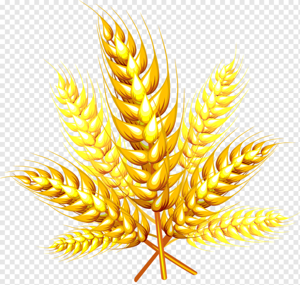 Пшеничный Колос