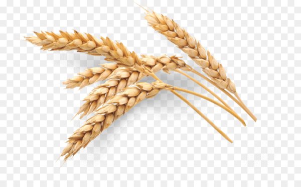 Колосья пшеницы