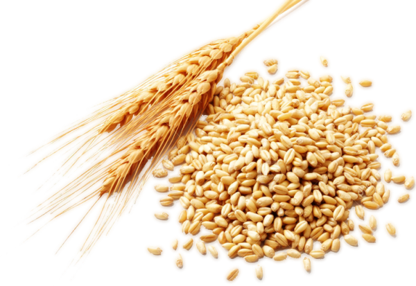 Пшеница зерно