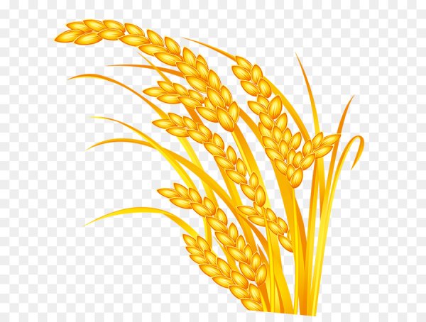 Колосья пшеницы вектор