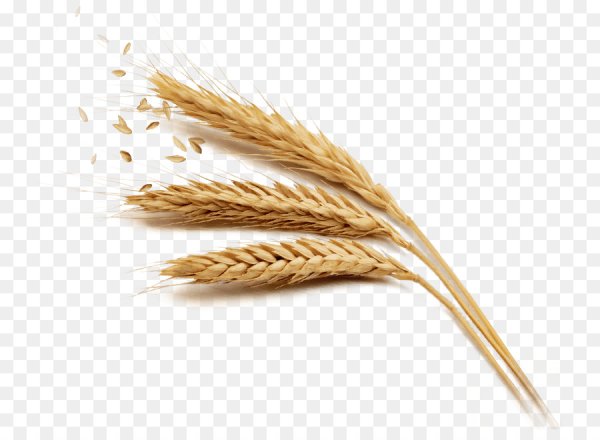 Пшено Колос