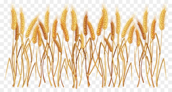 Колосок пшеницы