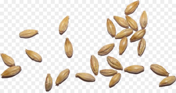 Семена на белом фоне