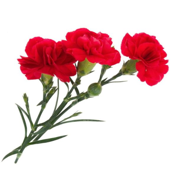 Гвоздики цветы