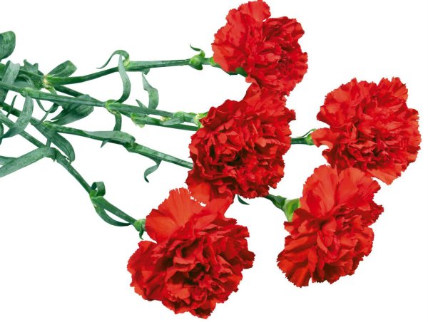 Артемида гвоздики