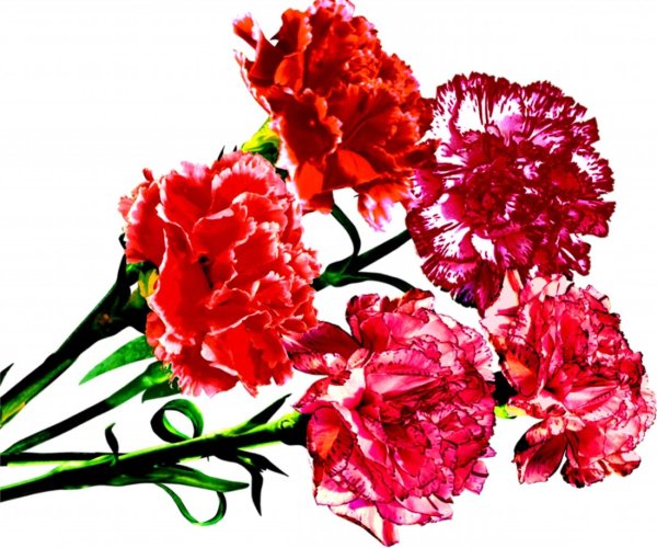 Гвоздики 9 мая