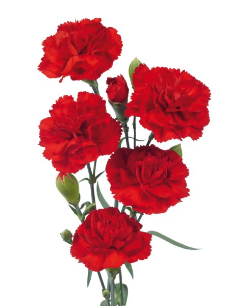 Гвоздика Фунза