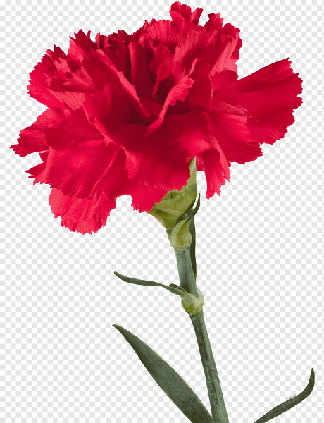 Гвоздика Харрикейн