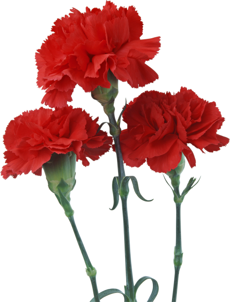 Гвоздика Флюретт