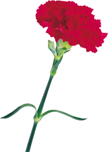 Грустная гвоздика