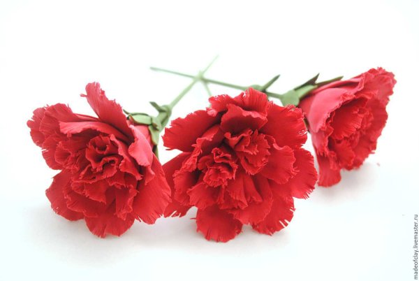 Красные гвоздики