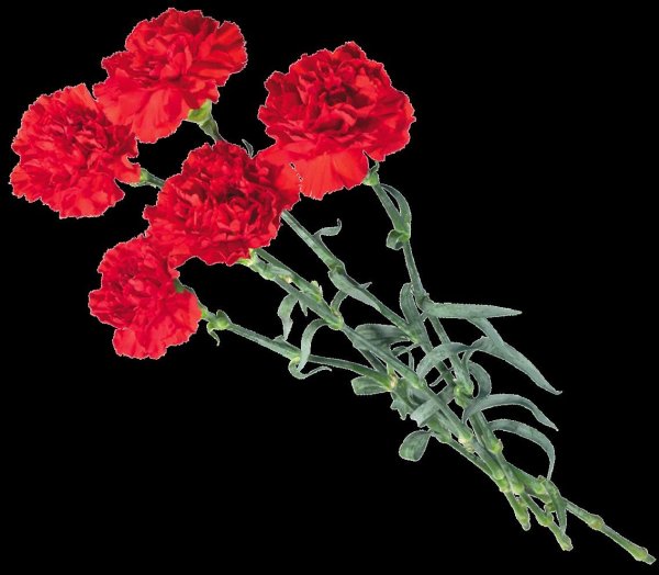 Палас ''гвоздика красный''