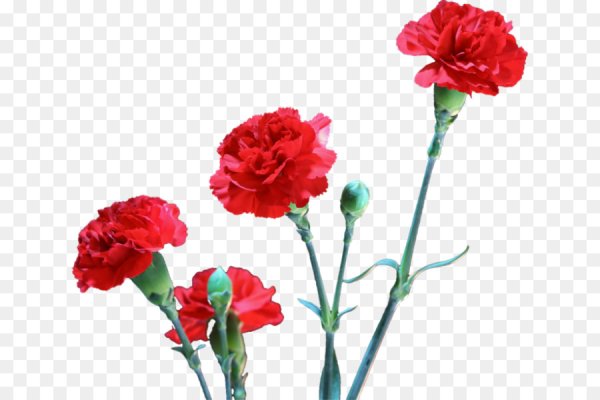 Гвоздики на прозрачном