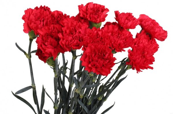 Dianthus Red гвоздика