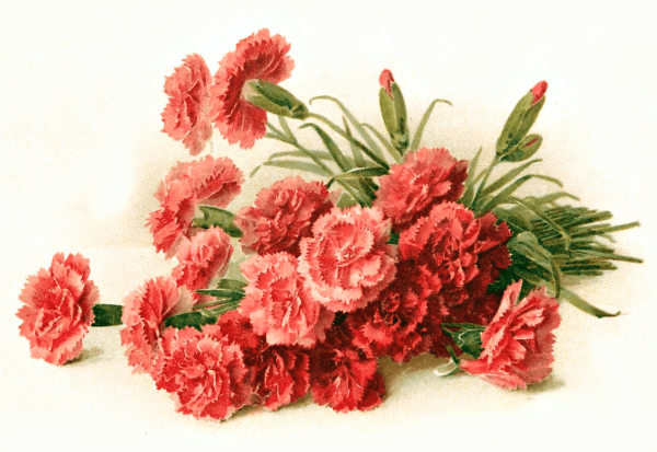 Гвоздики открытка