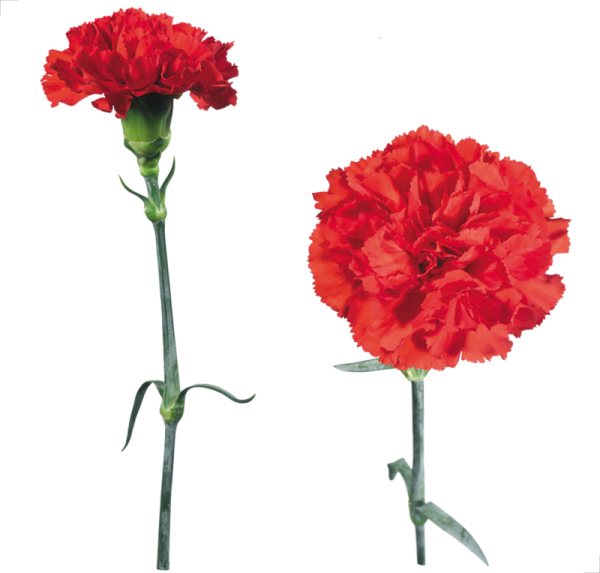 Гвоздика флэт