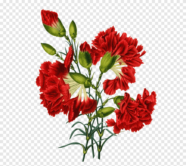 Гвоздика pngи Мак