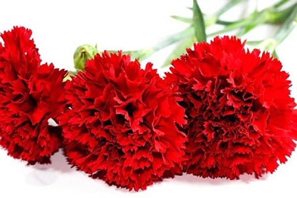 Гвоздика 1г Меган