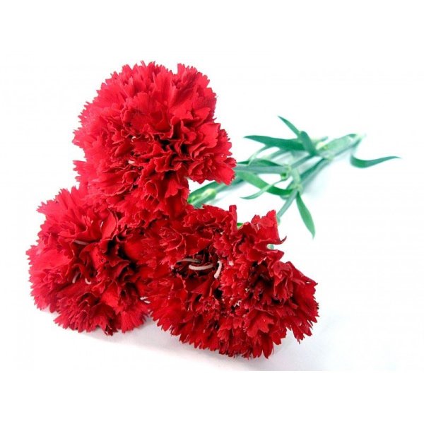 Три гвоздики