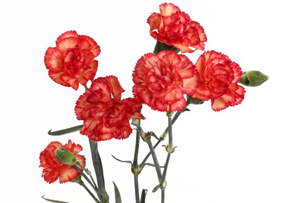 Гвоздика Харрикейн