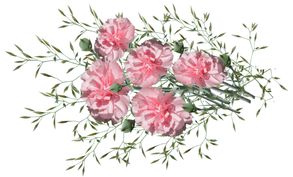 Букет гвоздик на прозрачном фоне для фотошопа