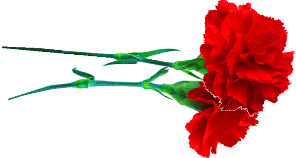 Две красные гвоздики