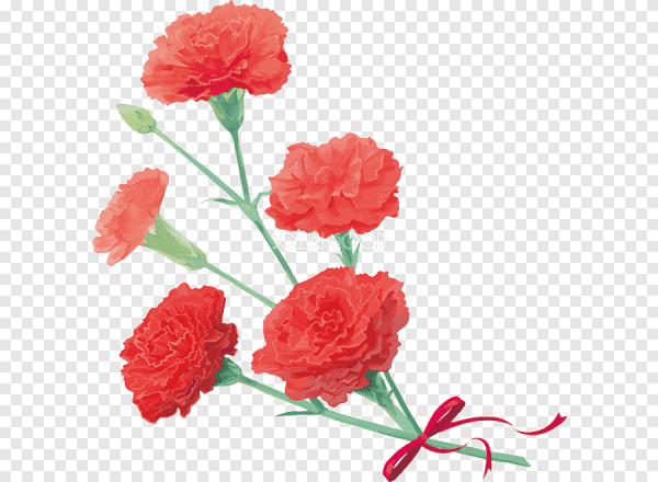 Гвоздики без фона